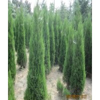 2米蜀檜價(jià)格最新報(bào)價(jià)