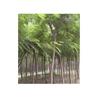 山東哪里有椿樹嗎 山東椿樹價格 山東椿樹基地