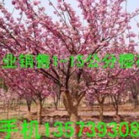 山東臨沂櫻花銷售櫻花供應(yīng)商