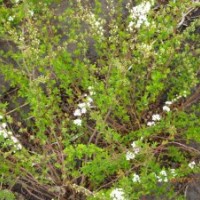 黑龍江哈爾濱出售珍珠秀線菊 爬地柏 四季錦帶