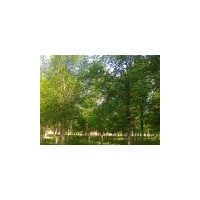供窄冠楊，椿樹，毛白楊，107苗，法桐，國槐白蠟，柳樹等苗木