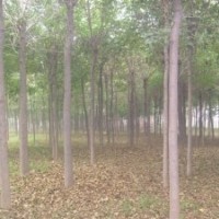 供應(yīng)國槐 速生國槐 15公分國槐價(jià)格