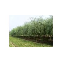 3公分廣玉蘭報(bào)價(jià)-廣玉蘭小苗圖片-自己廣玉蘭價(jià)格