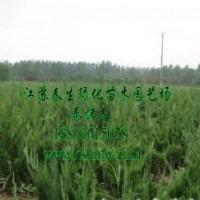 供：紅葉小檗，金葉女貞，大小葉黃楊，蜀檜，龍柏，衛(wèi)矛，灑金柏