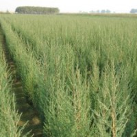 北京檜、沙地柏、鋪地柏、塔柏、金葉女貞、紅葉小檗