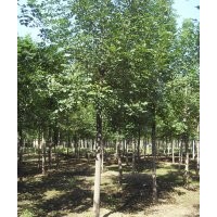 國(guó)槐8-50公分國(guó)槐價(jià)格