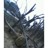 國(guó)槐 山東國(guó)槐 國(guó)槐基地