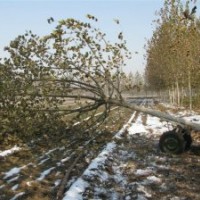 國槐 8-50公分國槐 國槐價格