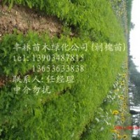 供應(yīng)刺槐，五角楓，速生楊，大葉女貞，欒樹，紫葉李，紅葉李(圖)