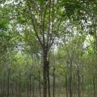 10公分的白蠟一級(jí)樹