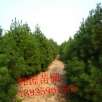 出售各種規(guī)格國(guó)槐 刺槐苗 紫穗槐 香花槐 龍爪槐