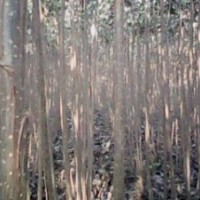 107楊樹苗;楊樹苗