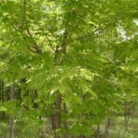 大量供應(yīng) 側(cè)柏 國槐 白皮松