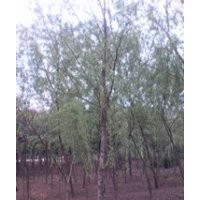 南京垂柳基地垂柳報(bào)價(jià)