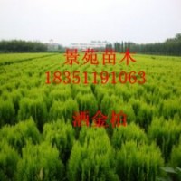 灑金柏直銷/灑金柏批發(fā)/灑金柏低價供應(yīng)