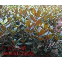 供應廣玉蘭小苗，5-10公分廣玉蘭價格