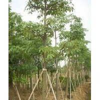 綠化苗木木棉-基地綠化苗木木棉