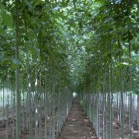 我基地供應8公分速生白蠟