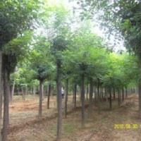 14-20公分造型白蠟