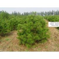 工程白皮松，油松 ，國(guó)槐小苗，刺槐，皂角，黃金柳