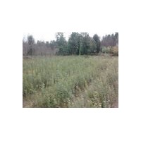 供應紅楓、櫻花、紫葉李、海棠等小苗