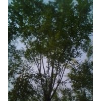 供應(yīng)河北苗木國槐 白蠟苗 香花槐 火炬樹 金葉榆等各種綠化樹