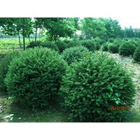 金葉榆造型。紅葉李造型，青扦云杉球造型。