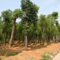 銷售安徽香樟樹，廣西香樟樹，陜西香樟樹，廣東香樟樹