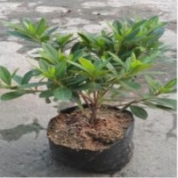 供應(yīng)毛杜鵑