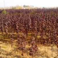 低價供應國槐 法桐 紫葉李