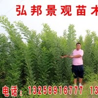 國(guó)槐小苗\弘邦園林苗圃專(zhuān)供國(guó)槐苗國(guó)槐種子2米國(guó)槐3米國(guó)槐