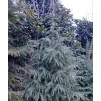 雪松樹價格、著名雪松產(chǎn)區(qū)、南京滬寧苗木園藝場