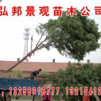 綠化小苗白蠟榆樹,國槐柳樹