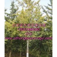 供應(yīng)銀杏。海棠。石榴