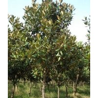 供應(yīng)廣玉蘭