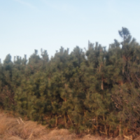 黑松大苗對(duì)外出售