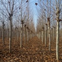 速生法桐供應(yīng)