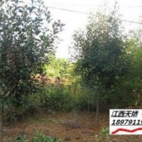 高桿紅葉石楠--江西進賢天嬌