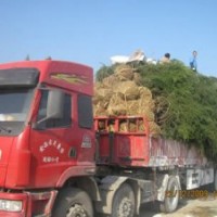 扦插雪松，h3.5m雪松150元；