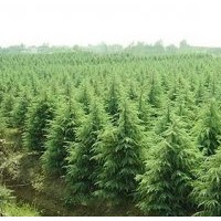 雪松價格，高4米雪松200元；