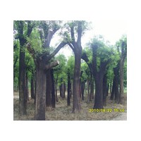 哪里有大規(guī)格國槐 速生國槐