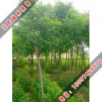 香花槐_價(jià)格_種植-王氏