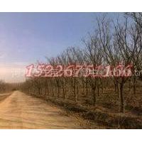 國槐20—30厘米的帶土球全冠半冠均有