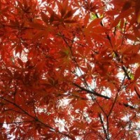 供應(yīng)紅楓、海桐、廣玉蘭