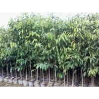 廣東茂名沉香育苗場,海南沉香苗供應