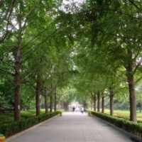 銀杏樹最新價格