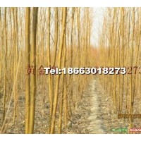 速生柳 垂柳 速生楊 毛白楊 國(guó)槐 白蠟 合歡