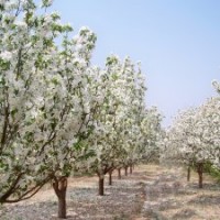 八棱海棠樹 之鄉(xiāng)