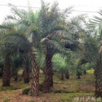 四川中東海棗，中東海棗價(jià)格，中東海棗苗圃，中東海棗基地