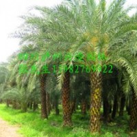 瀘州銀海棗，銀海棗景觀樹，銀海棗習(xí)性，銀海棗圖片